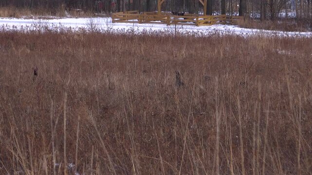 A wide shot of four wild turkeys foraging in a large meadow of tall, dry brown brush and stalks, with a snow-covered path, a wooden farm fence, and bare winter trees in the background while it snows.