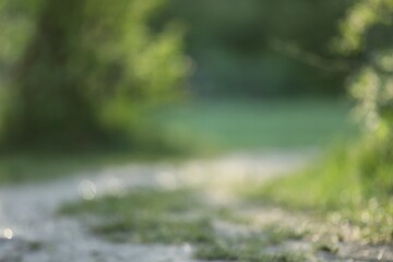 Blurred view of ground and trees at morning park © New Africa