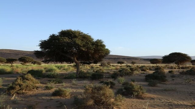 Acacia Trees Green Scrubland Black Volcanic Dune Blue Sky Desert Morocco

