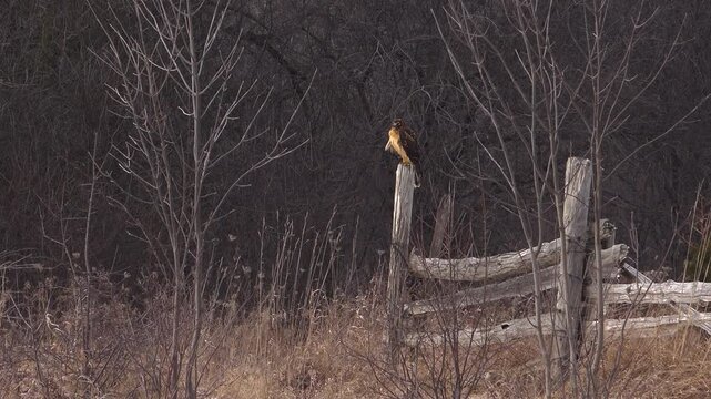 A northern harrier hawk with brown and buff plumage perched alertly on top of an old wooden split-rail fence post, surrounded by bare trees and dry winter tall grass.
