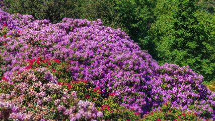 Obraz premium Beautiful rhododendron and azalea flowers blooming in a garden on a sunny day with green trees in the background
