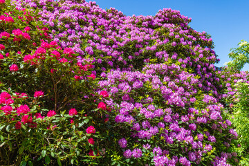 Obraz premium Colorful rhododendron and azalea flowers blooming in a garden under clear blue skies