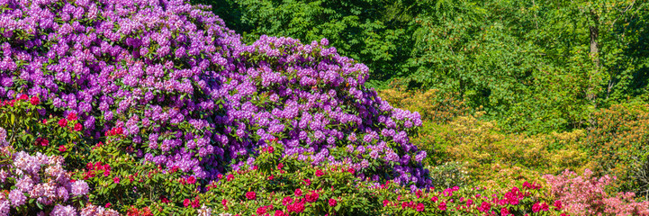 Obraz premium Colorful rhododendron and azalea flowers bloom in a garden during springtime in a natural setting with trees