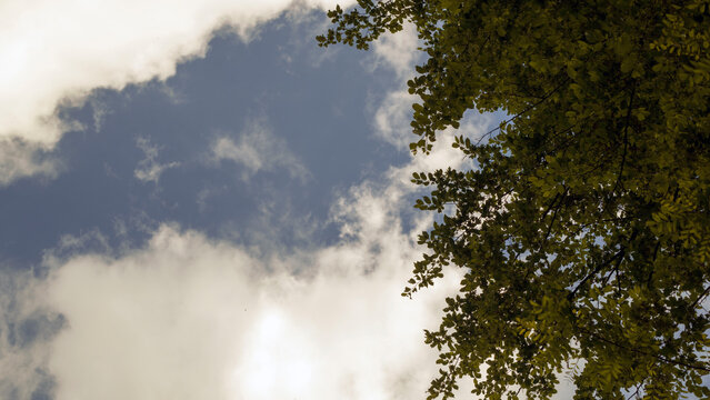 A low-angle view looks up through tall trees toward an open sky, capturing the canopy and branches against the natural backdrop. The perspective emphasizes the height and grandeur of the trees, with t
