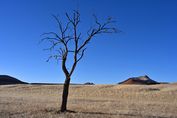 Naklejka premium Namibia desert with dead acacia tree. Namibia