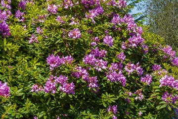 Obraz premium Bright pink rhododendron flowers bloom on a bush during a sunny day in a garden