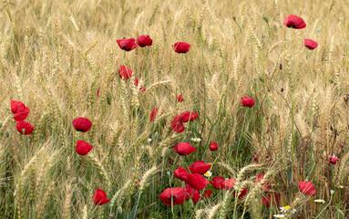 Naklejka premium Golden wheat field decorated with bright red poppy flowers in late spring or early summer. This peaceful rural landscape symbolizes nature, seasonal beauty, and countryside tranquility.