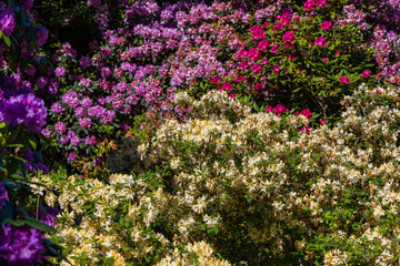 Naklejka premium Rhododendron and azalea flowers bloom in various colors during spring in a garden setting