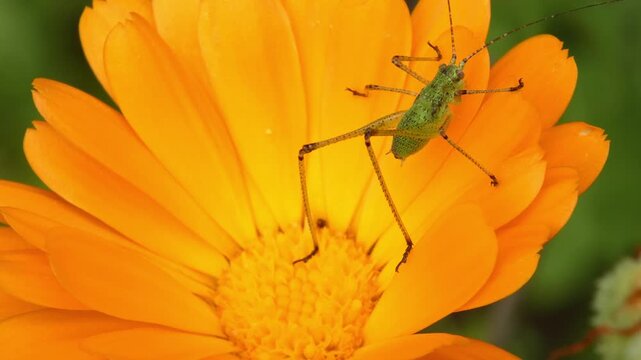Small green grasshopper Tettigonia viridissima moving on vibrant orange calendula flower petal, soft light, close-up, sharp insect profile. Tiny World and Intricacy.