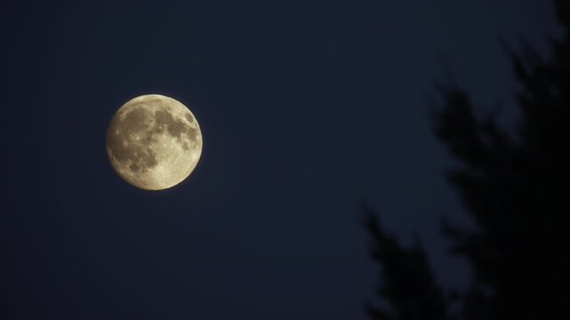 Bright full moon in a dark night sky next to a tree silhouette