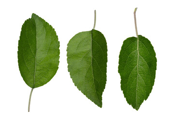 Fototapeta premium Green Apple Leaves Isolated on White Background Botanical Set