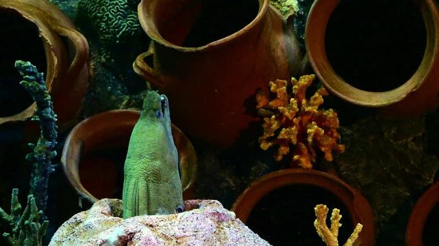 Head of green moray eel peeking out from a shelter in a marine aquarium.