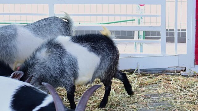 goats butting heads in a stable