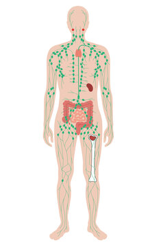 Anatomy of the Human Lymphatic System and Immune Organs