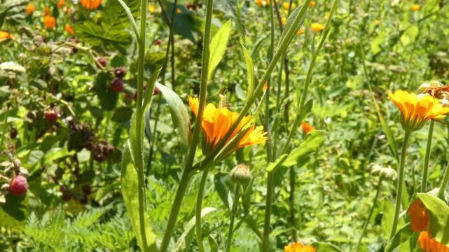 Small green grasshopper nymph emerging from grass to eat bright yellow marigold flower core, soft light, medium shot, organic beauty. Purity and Mindfulness.