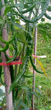green leaves on a tree Fresh green chili peppers offer a crisp texture and a vibrant, earthy, and mildly spicy flavor. These versatile vegetables are a staple ingredient used globally to add a fresh k