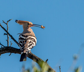 Eurasian hoopoe perched with insect prey in beak © Celia