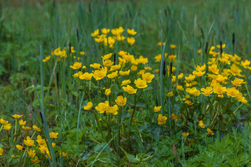 Fototapeta premium Lush green meadow filled with vibrant yellow marsh marigold flowers blooming in spring