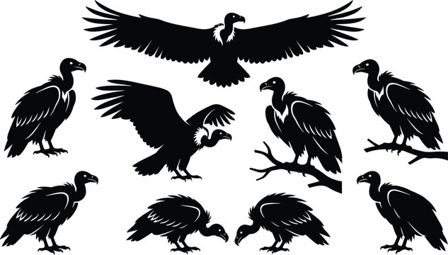 Collection of vulture silhouettes featuring wild scavenger birds in flying standing perching and feeding poses isolated on white background