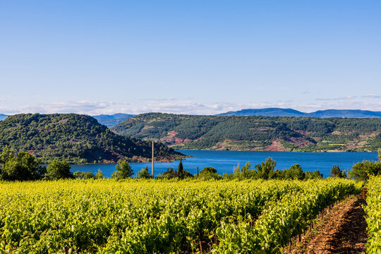 Vignes sur les bords du Lac du Salagou dans l'H&eacute;rault en France