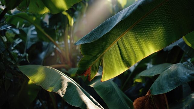 Close-up of a group of large, green leaves. the leaves are arranged in a way that they are overlapping each other, creating a sense of depth and dimension.