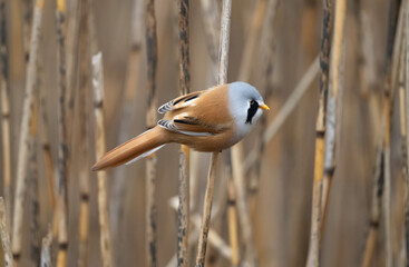 Bearded tit male perched on a reed © Digital Nature 