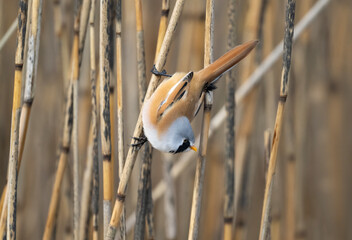 Bearded tit male perched on a reed © Digital Nature 