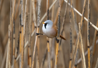 Bearded tit male perched on a reed © Digital Nature 