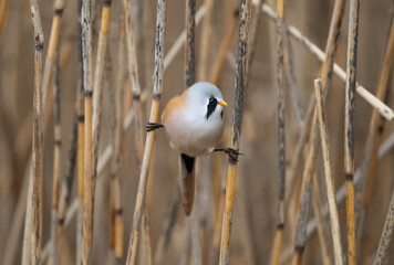 Bearded tit male perched on a reed © Digital Nature 