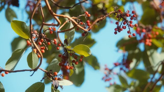 Close up of bright red arbutus berries hanging on twisted branches