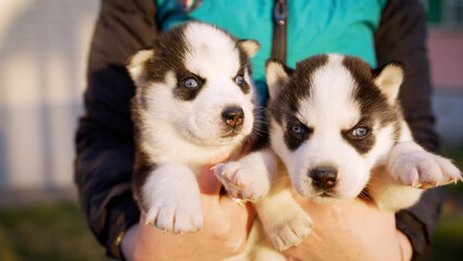 Person holding two adorable siberian husky puppies outdoors © Ruslan
