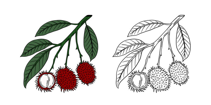 Tree Rambutan Animation Rambutan Tree Images – Browse 70,553 Stock Photos, Vectors, and Video ...