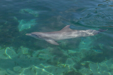 Fototapeta premium Exposure of rescued dolphins in Bermuda Island, namely Offshore Bottlenose Dolphins (Tursiops truncatus)