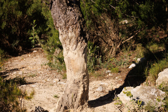 trace des sangliers qui se frottent contre les arbres et usent l'&eacute;corce