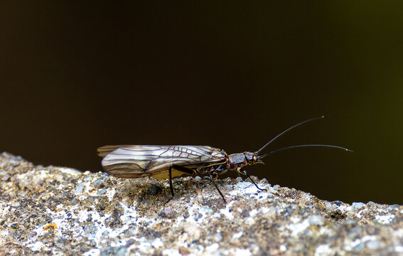 A stonefly aquatic insect (Plecoptera) known for its sensitivity to water pollution, a reliable indicator of excellent water quality