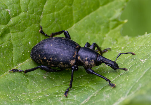 A butterbur weevil (Liparus glabrirostris), sitting on a green leaf