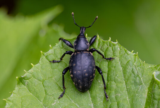 A butterbur weevil (Liparus glabrirostris), sitting on a green leaf