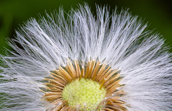 A macro close-up of a fruiting dandelion seed head (Taraxacum officinale), often referred to as a dandelion clock or puffball