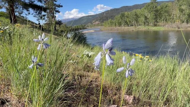 Spring wild flowers along the Bitterroot River in Western Montana.
