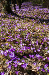 Naklejka premium Violet Crocus heuffelianus (Crocus vernus) flowers in spring forest.