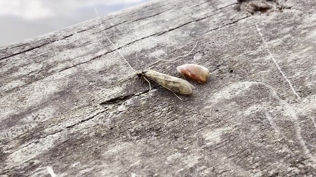 Caddisfly crawling on weathered wooden board detail