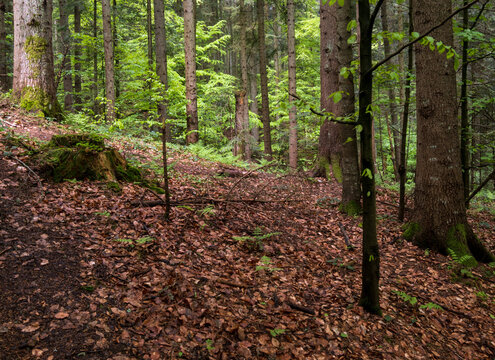 Spring mountain forest path view  (Carpathians, Ukraine.)