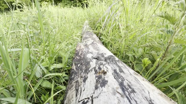 Weathered wooden log bark texture close up
