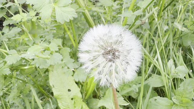 Fluffy white dandelion seed head close up