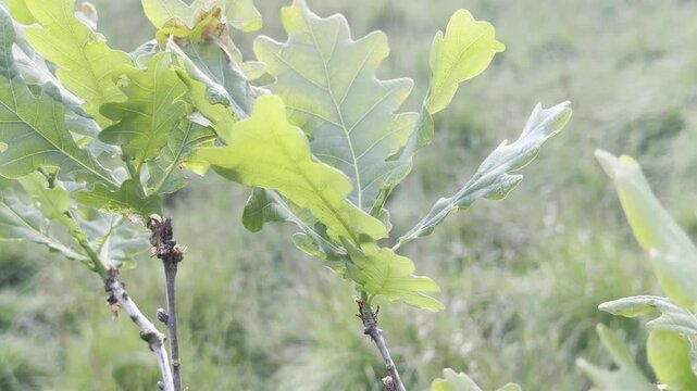 Sun shining through green oak leaves 4K