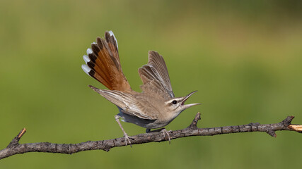 Rufous-tailed Scrub Robin © Mehmet