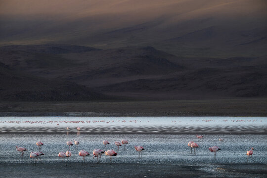 Group of pink flamingos in the shallow water of a remote Andes plateau lake at twilight. Ideal for outdoor lifestyle and fine art prints.