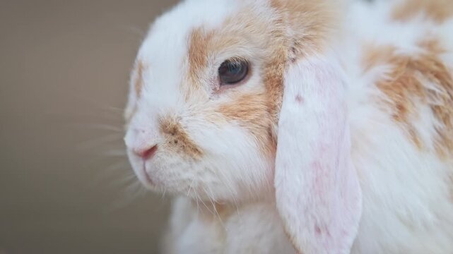 Cute lop rabbit portrait with soft blurred background and natural light, 4K slow motion.