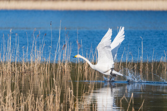 Whooper swan (Cygnus cygnus) in flight