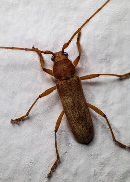 Macro photo of a yellow beetle Aneflomorpha seminuda or Cerambycidae on a whitewashed wall